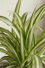 Chlorophytum comosum Grünlilie — pflegeleichte Zimmerpflanze mit weißem Blattrand