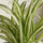 Chlorophytum comosum Grünlilie — pflegeleichte Zimmerpflanze mit weißem Blattrand