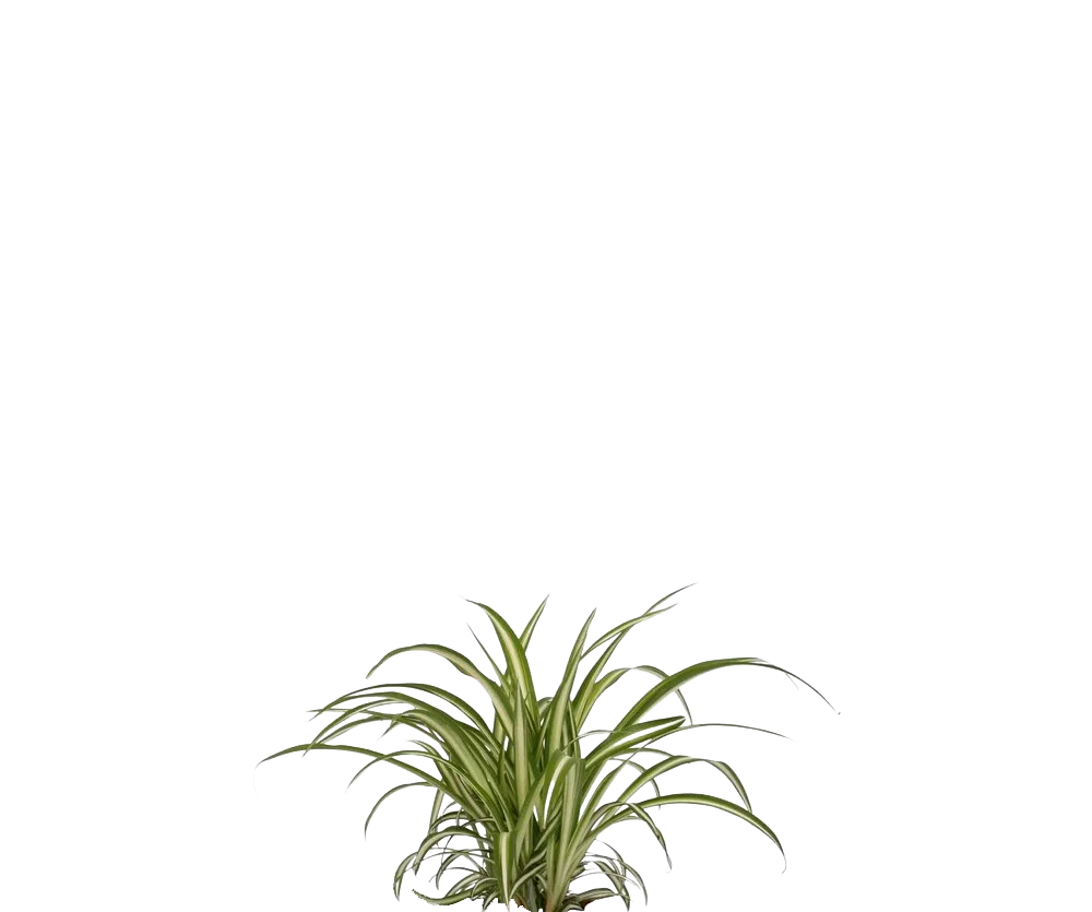 Grünlilie - Chlorophytum comosum 'Variegatum'