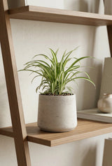 Grünlilie kaufen — Chlorophytum comosum Variegatum mit hängenden Ausläufern, 25 cm