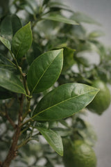 Citrus limon - Zitronenbaum - Finestgreen