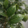 Citrus limon - Zitronenbaum - Finestgreen