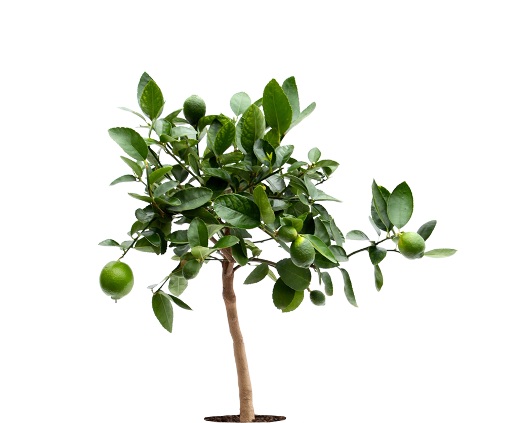 Limettenbaum - Citrus aurantiifolia