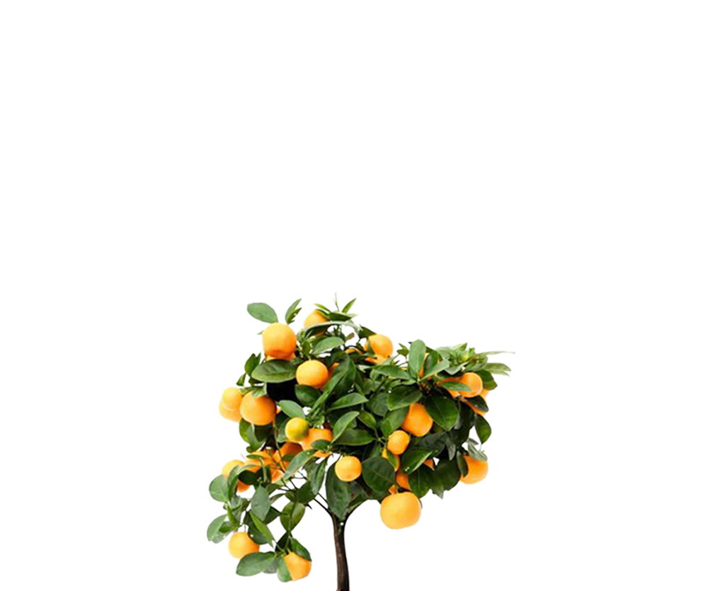 Calamondin - Citrus microcarpa