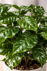 Coffea Arabica – Echte Kaffeepflanze Ø:12 H:25 cm Finestgreen 
