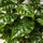 Coffea Arabica – Echte Kaffeepflanze Ø:12 H:25 cm Finestgreen 