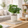 Coffea Arabica – Echte Kaffeepflanze Ø:12 H:25 cm Finestgreen 