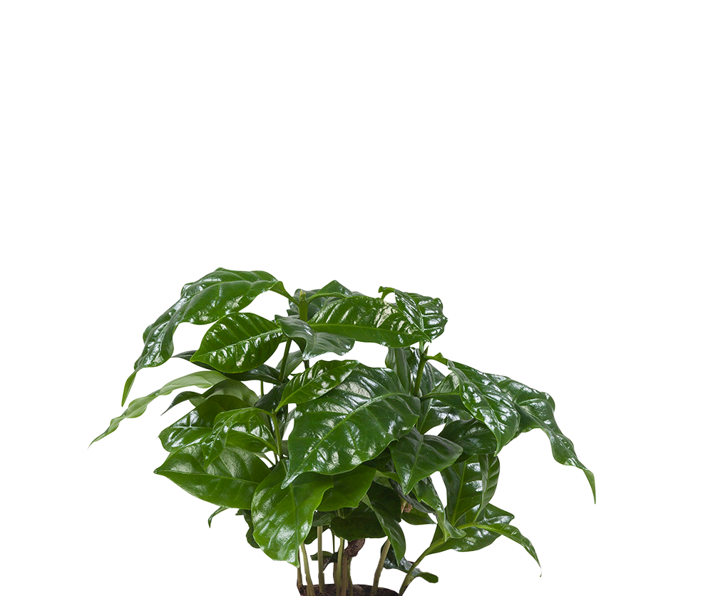Kaffeepflanze - Coffea Arabica