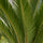 Sagopalme Cycas revoluta — urweltliche Zimmerpflanze mit fächerförmigen Blättern