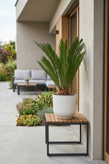 Cycas revoluta kaufen — Japanische Sagopalme mit strahlenförmigen Wedeln, 60 cm
