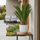 Cycas revoluta kaufen — Japanische Sagopalme mit strahlenförmigen Wedeln, 60 cm