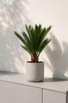 Cycas Revoluta - Sagopalme