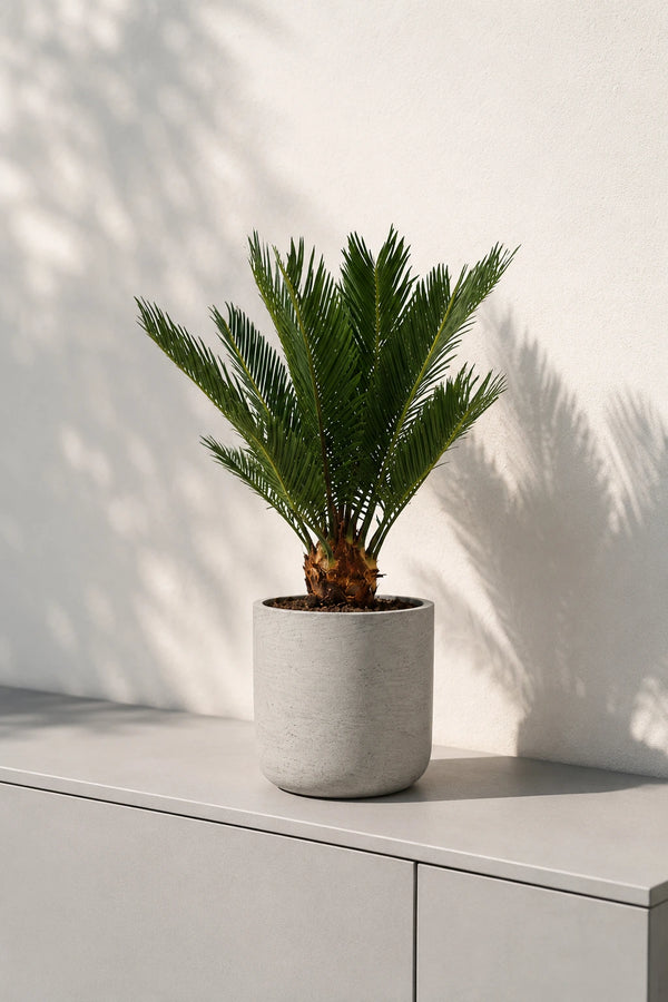 Cycas Revoluta - Sagopalme
