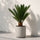 Cycas Revoluta kaufen — Japanische Sagopalme als exotische Zimmerpflanze