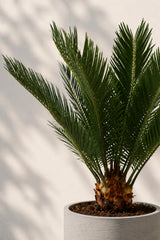 Cycas Revoluta Wedel — stachelige Blätter der robusten Japanischen Sagopalme