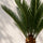 Cycas Revoluta Wedel — stachelige Blätter der robusten Japanischen Sagopalme