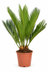 Cycas Revoluta als Zimmerpflanze — urzeitliche Palmfarnpflanze für sonnige Räume