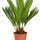 Cycas Revoluta als Zimmerpflanze — urzeitliche Palmfarnpflanze für sonnige Räume