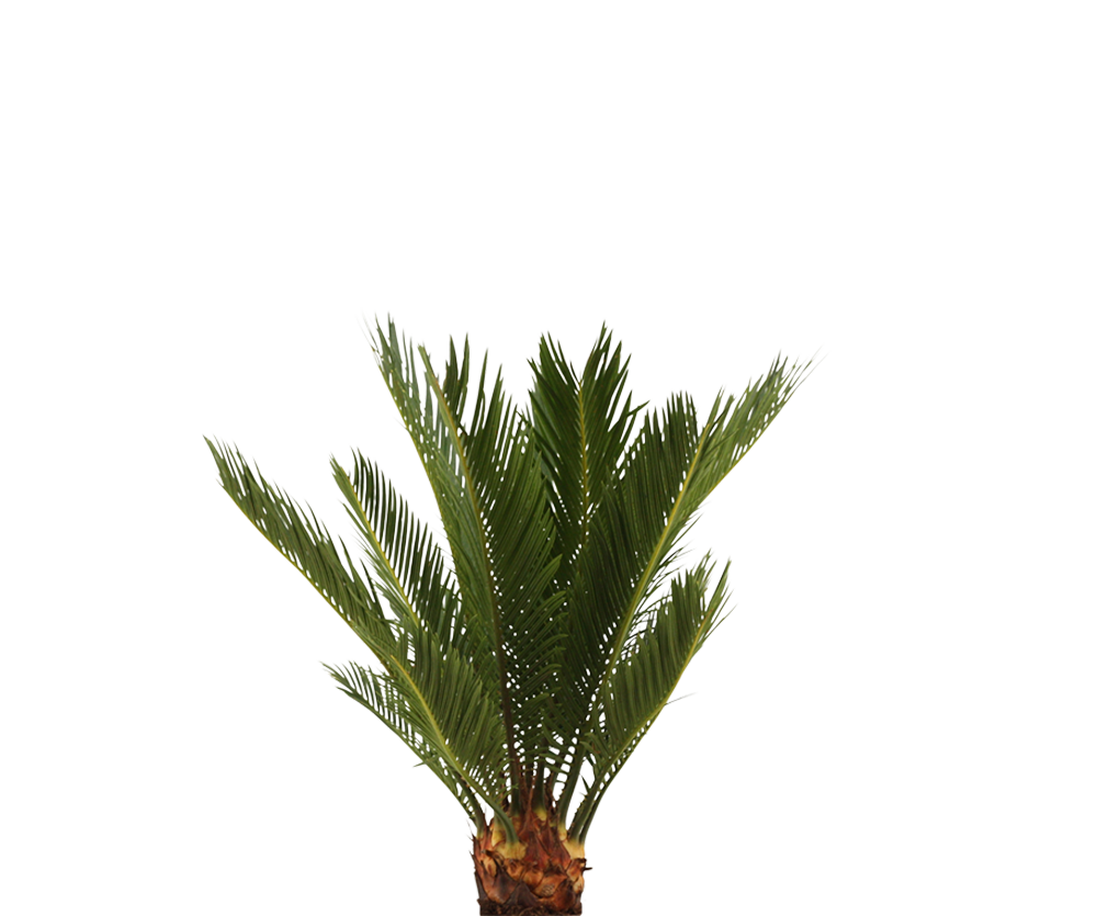 Cycas Revoluta - Sagopalme