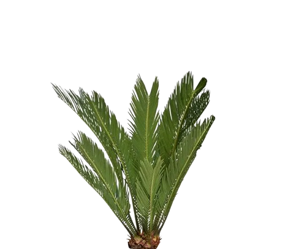 Cycas Revoluta - Sagopalme