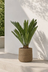 Cycas revoluta kaufen — Japanische Sagopalme mit strahlenförmigen Wedeln, 60 cm inklusive Strohgras Blumentopf