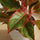 Decorum Aglaonema Crete Ø:12 H:25 cm Finestgreen 