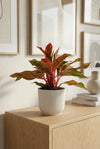 Kolbenfaden - Aglaonema Crete