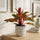 Decorum Aglaonema Crete Ø:12 H:25 cm Finestgreen 