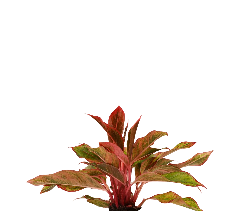 Kolbenfaden - Aglaonema Crete