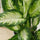 Dieffenbachia Camilla - Schmuckblatt Ø:12 H:35 cm Finestgreen 