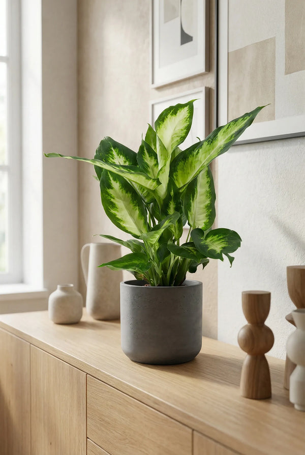 Dieffenbachia Camilla - Schmuckblatt