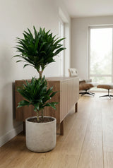 Dracaena Compacta kaufen — kompakter Drachenbaum mit dichten Blattschöpfen, 80 cm