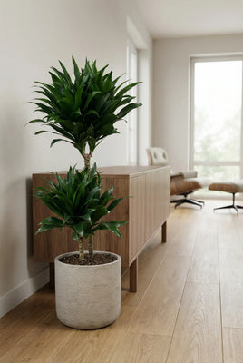 Drachenbaum - Dracaena Compacta