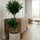 Dracaena Compacta kaufen — kompakter Drachenbaum mit dichten Blattschöpfen, 80 cm