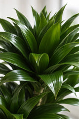 Dracaena Compacta Drachenbaum — robuste Zimmerpflanze mit tief dunkelgrünen Blättern