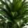 Dracaena Compacta Drachenbaum — robuste Zimmerpflanze mit tief dunkelgrünen Blättern