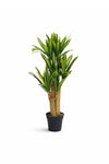 Dracaena Drachenbaum künstlich, H: 120cm