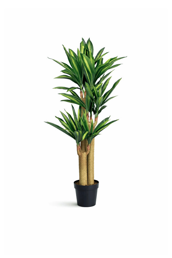 Dracaena Drachenbaum künstlich, H: 145cm