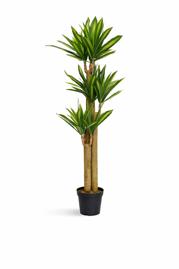 Dracaena Drachenbaum künstlich, H: 180cm
