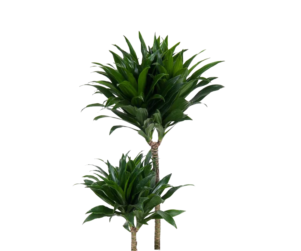 Drachenbaum - Dracaena Compacta