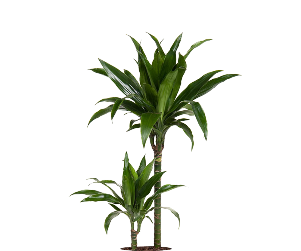 Drachenbaum - Dracaena Janet Craig