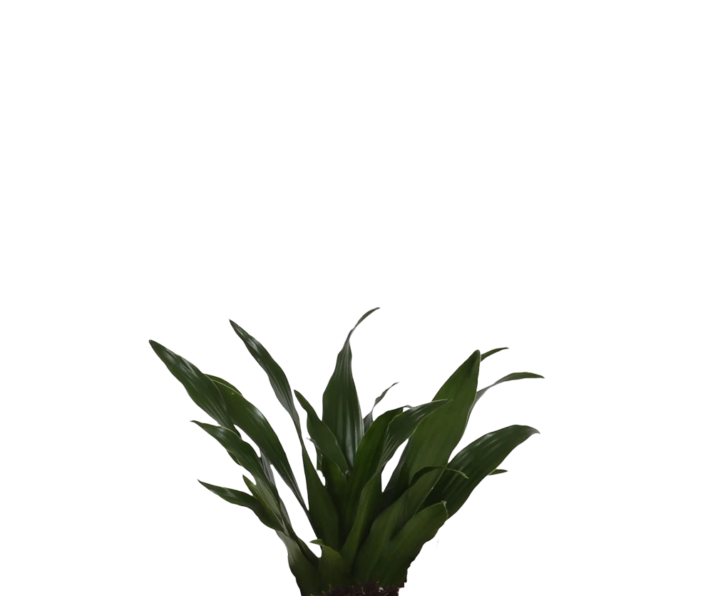 Drachenbaum - Dracaena Compacta