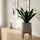 Dracaena compacta - Drachenbaum Ø:12 H:25 cm Finestgreen 