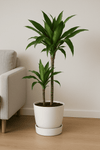 Drachenbaum - Dracaena Janet Craig