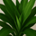 Drachenbaum - Dracaena Janet Craig Ø:19 H:90 cm Finestgreen 