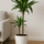 Drachenbaum - Dracaena Janet Craig Ø:19 H:90 cm Finestgreen 