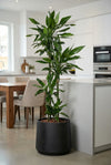 Drachenbaum - Dracaena Janet Lind