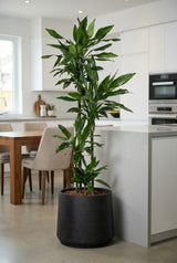 Drachenbaum kaufen — Dracaena Janet Lind mit rosettenförmigen Blattschöpfen, 140 cm