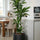 Drachenbaum kaufen — Dracaena Janet Lind mit rosettenförmigen Blattschöpfen, 140 cm