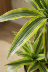 Drachenbaum - Dracaena Lemon Lime Ø:19 H:100 cm Finestgreen 